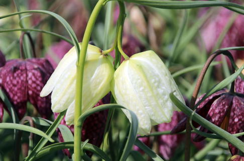 Schachbrettblume 'Alba' - Fritillaria meleagris 'Alba'