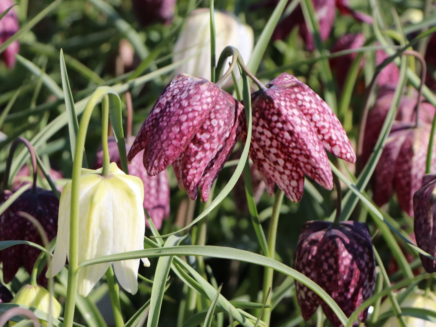 Schachbrettblume - Fritillaria meleagris