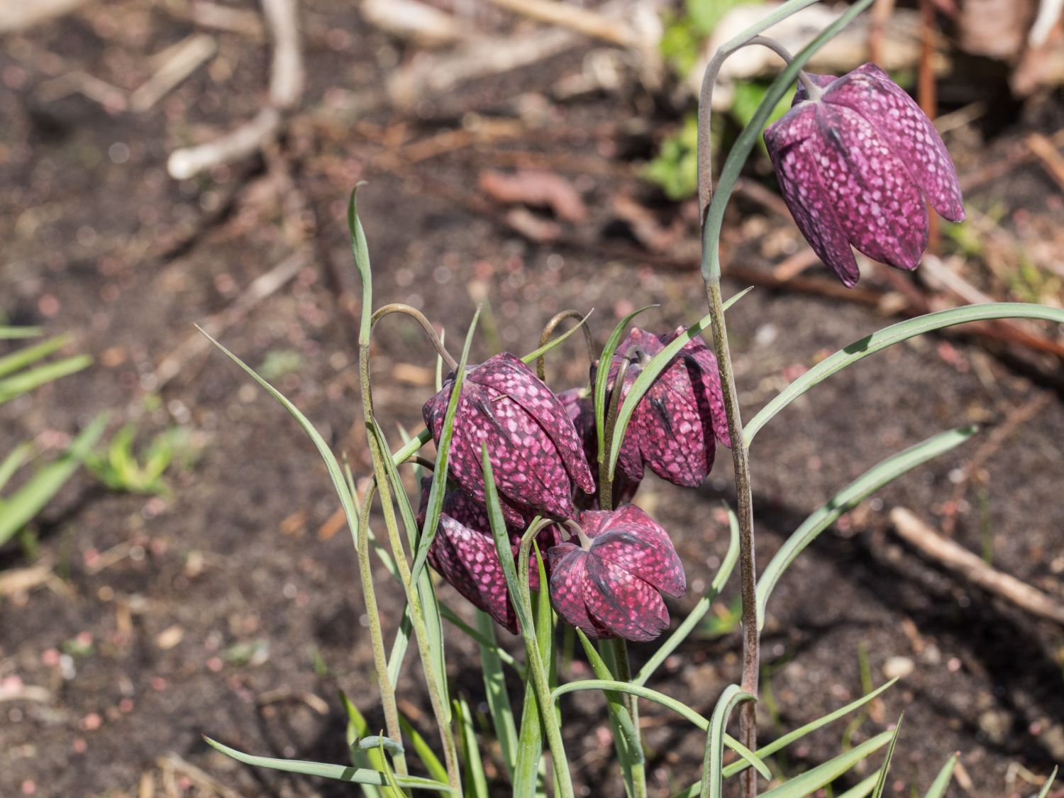 Schachblumen (Fritillaria)