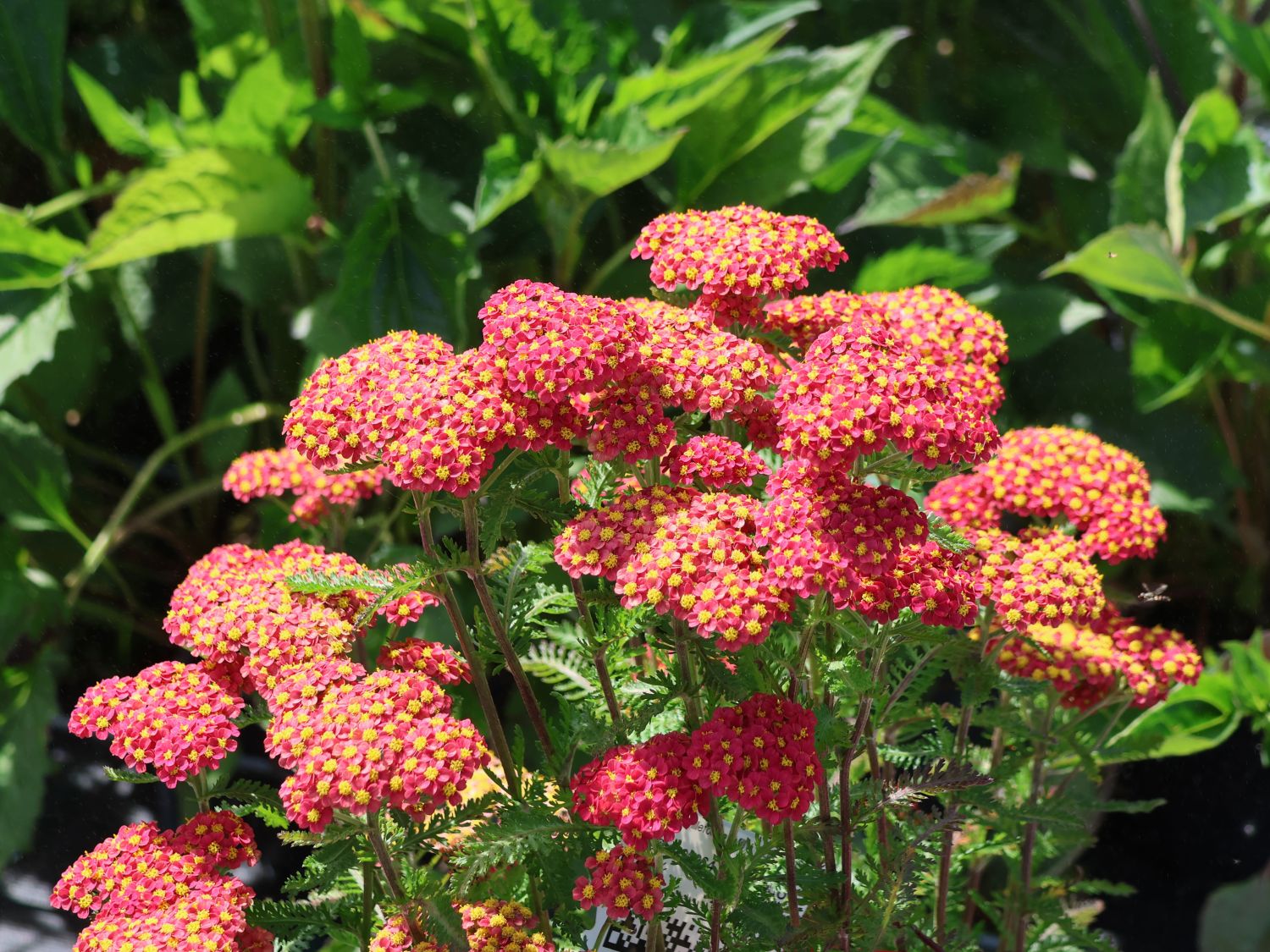 Schafgarbe 'Milly Rock'