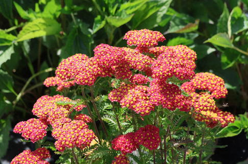 Schafgarbe 'Milly Rock' - Achillea millefolium 'Milly Rock Red'