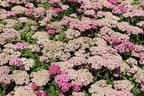Schafgarbe 'Milly Rock Rose' - Achillea millefolium 'Milly Rock Rose'