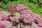 Schafgarbe 'Milly Rock Rose' - Achillea millefolium 'Milly Rock Rose'