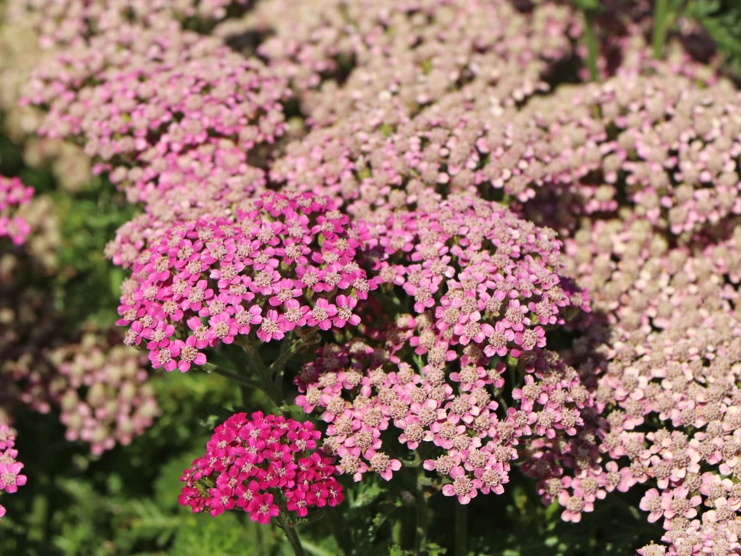 Schafgarbe 'Milly Rock Rose' - Achillea millefolium 'Milly Rock Rose'