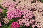 Schafgarbe 'Milly Rock Rose' - Achillea millefolium 'Milly Rock Rose'