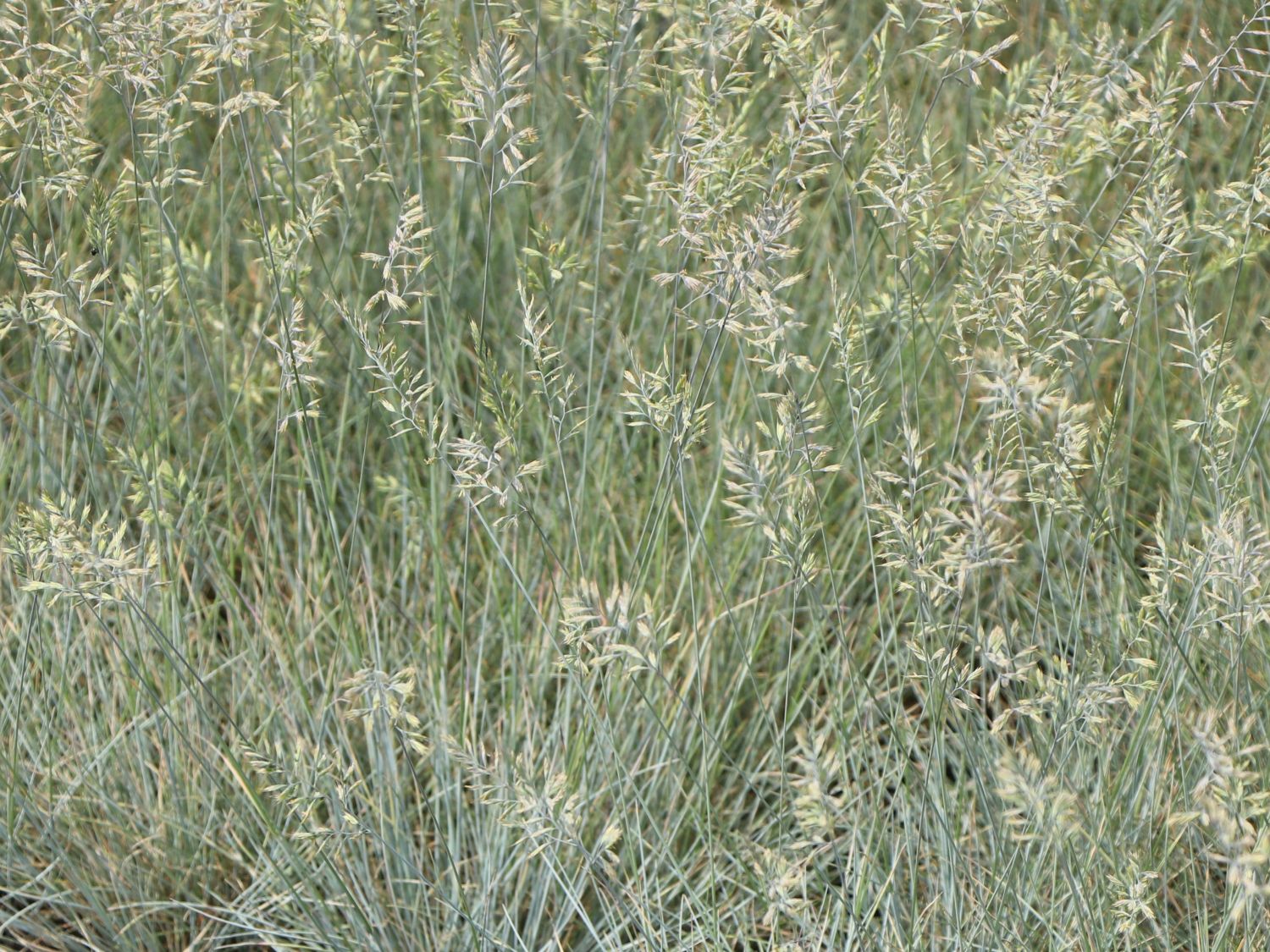 Schaf-Schwingel 'Blaufuchs'