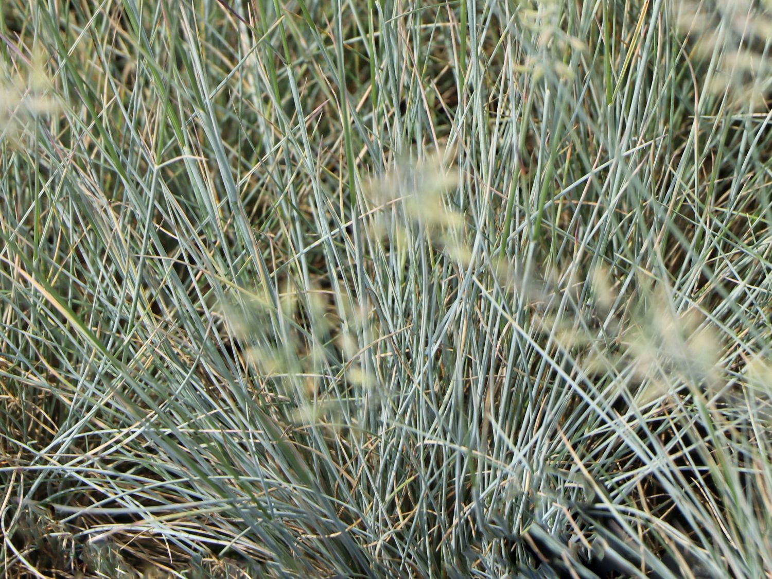 Schaf-Schwingel 'Blaufuchs' - Festuca ovina 'Blaufuchs'
