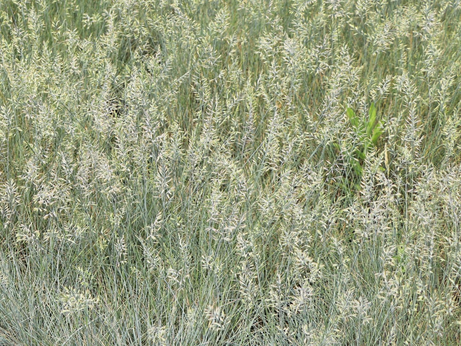 Schaf-Schwingel 'Blaufuchs' - Festuca ovina 'Blaufuchs'