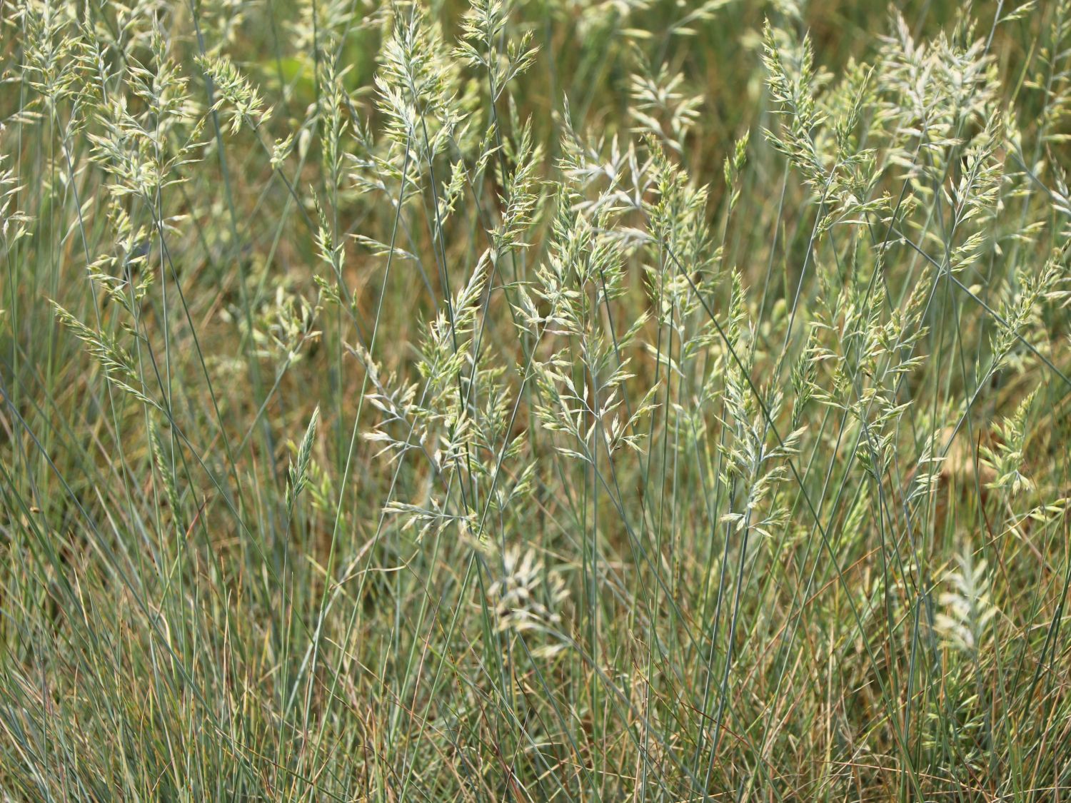 Schaf-Schwingel 'Blaufuchs' - Festuca ovina 'Blaufuchs'