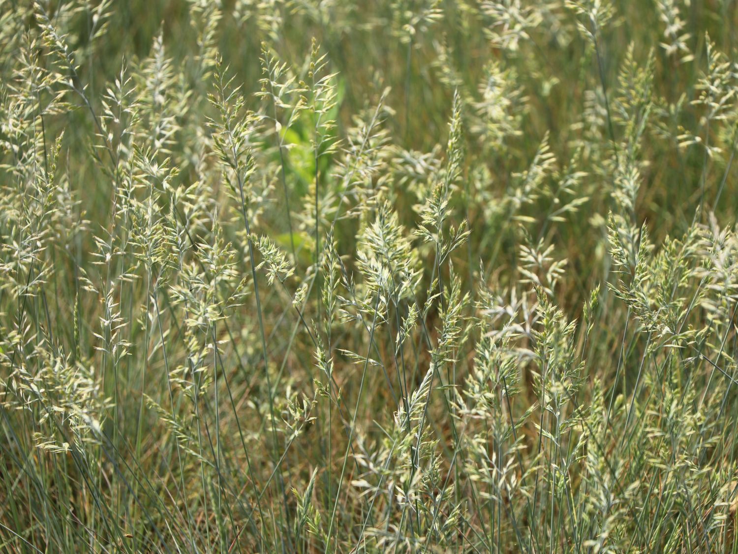 Schaf-Schwingel 'Blaufuchs' - Festuca ovina 'Blaufuchs'