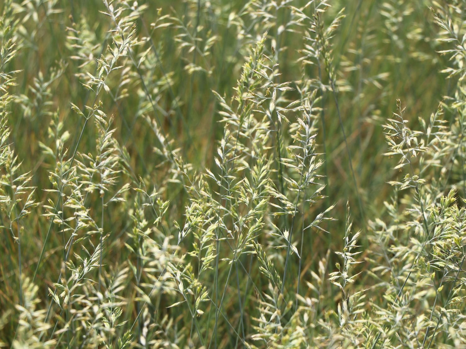 Schaf-Schwingel 'Blaufuchs' - Festuca ovina 'Blaufuchs'