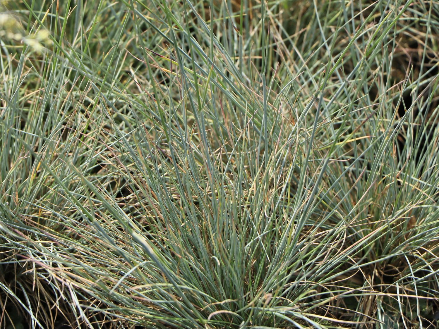 Schaf-Schwingel 'Blaufuchs' - Festuca ovina 'Blaufuchs'