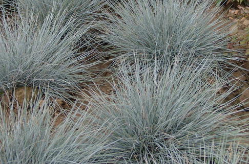Schaf-Schwingel 'Eisvogel' - Festuca ovina 'Eisvogel'