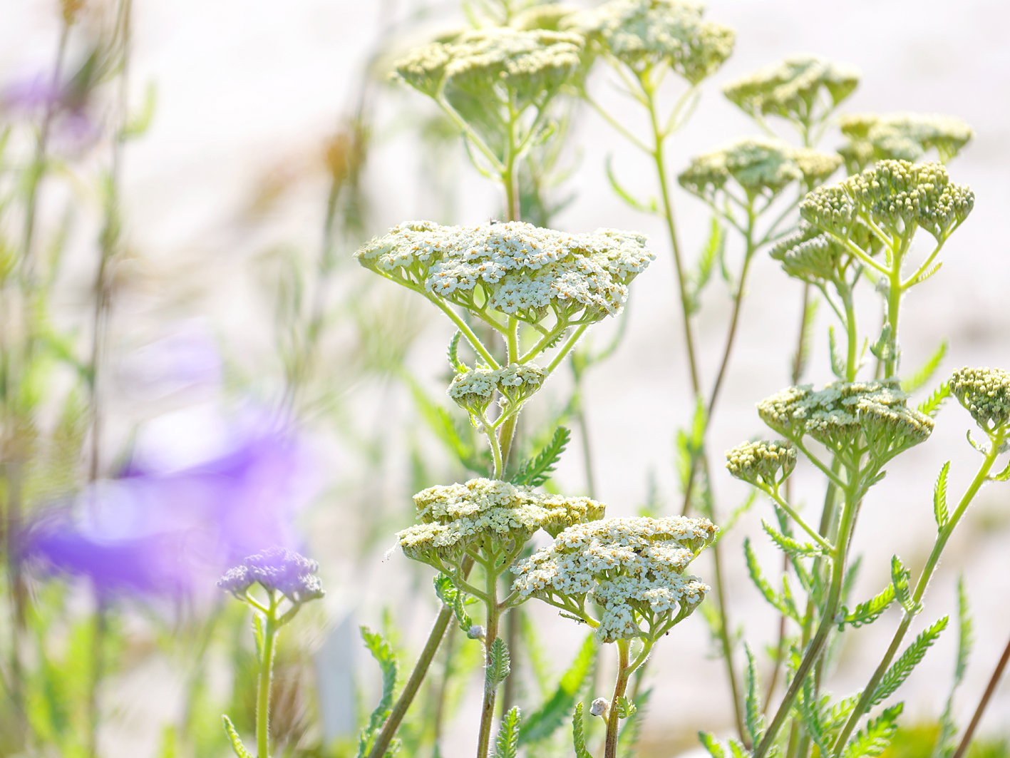 Schafgarbe 'Alabaster - Achillea millefolium 'Alabaster'