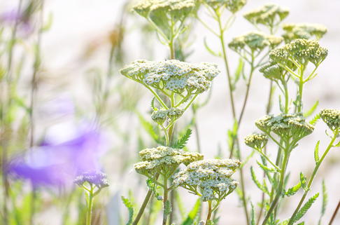 Schafgarbe 'Alabaster - Achillea millefolium 'Alabaster'