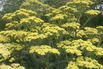 Schafgarbe 'Anthea' - Achillea clypeolata 'Anthea'