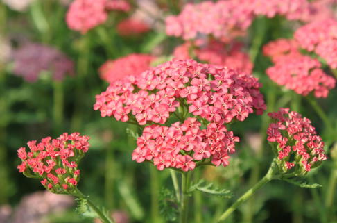 Schafgarbe 'Apricot Delight' - Achillea millefolium 'Apricot Delight'