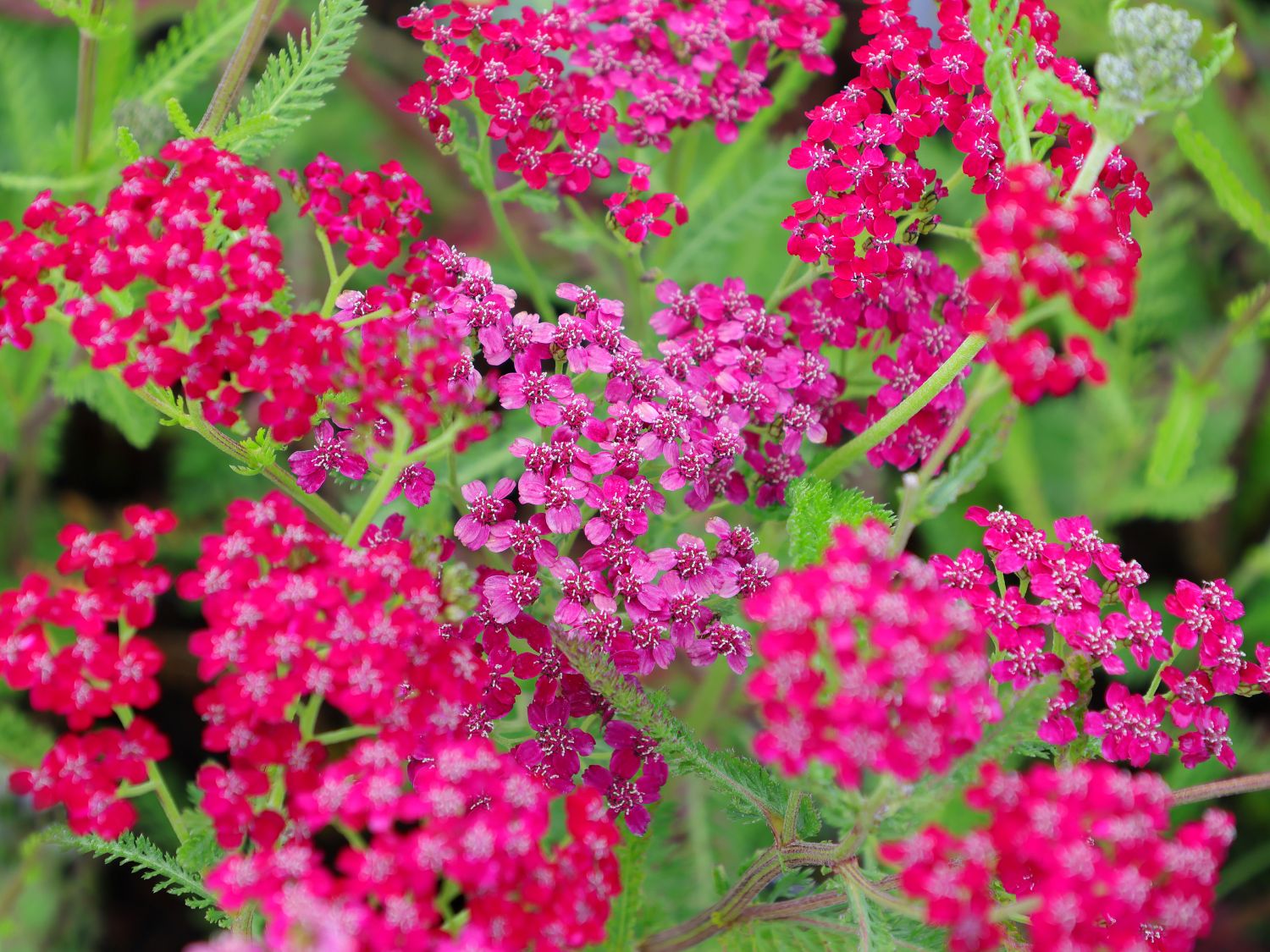 Schafgarbe 'Belle Epoque' - Achillea millefolium 'Belle Epoque'