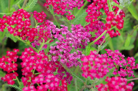 Schafgarbe 'Belle Epoque' - Achillea millefolium 'Belle Epoque'