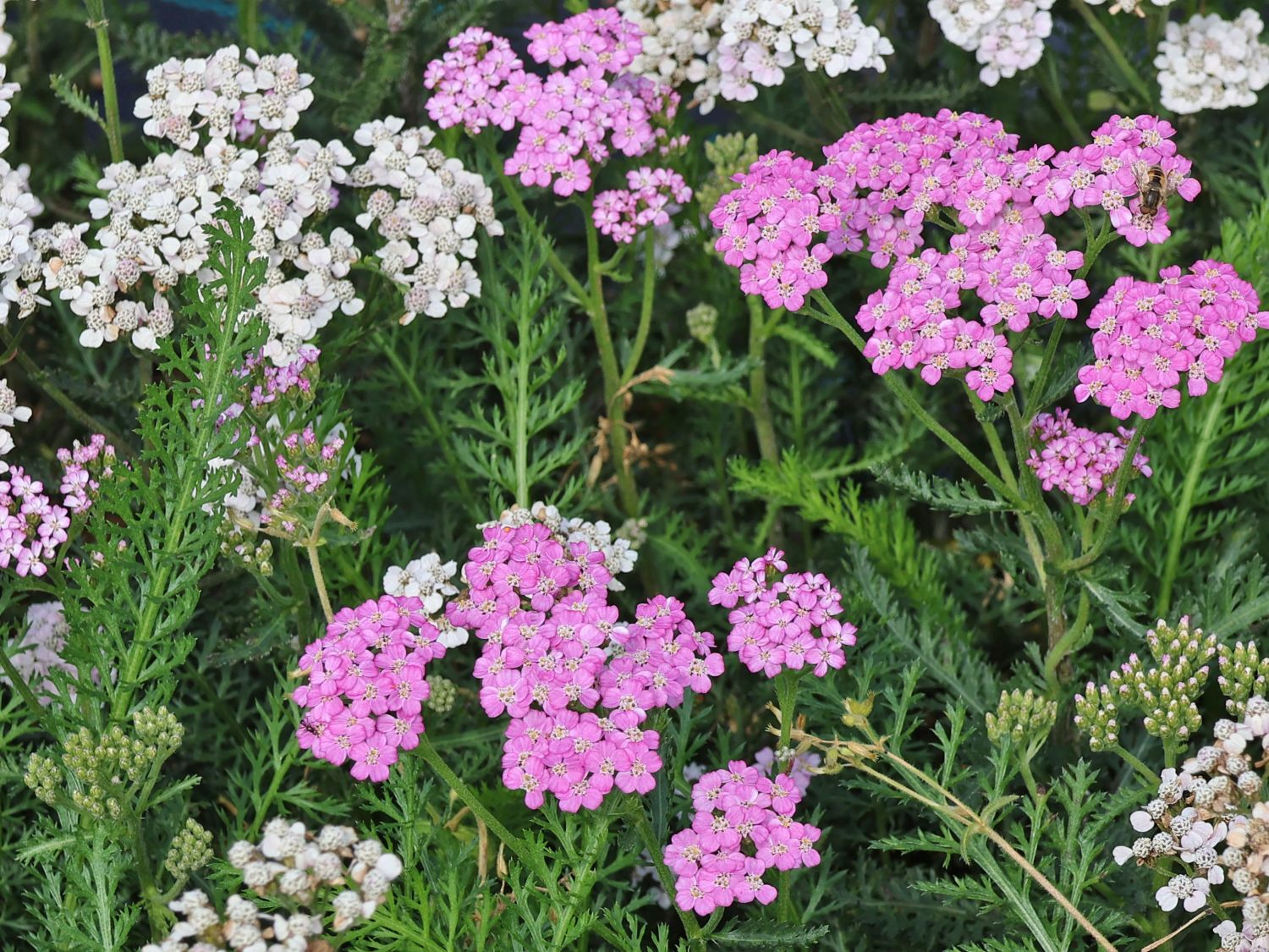 Schafgarbe 'Crazy Little Thing' - Achillea millefolium 'Crazy Little Thing'