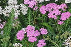 Schafgarbe 'Crazy Little Thing' - Achillea millefolium 'Crazy Little Thing'