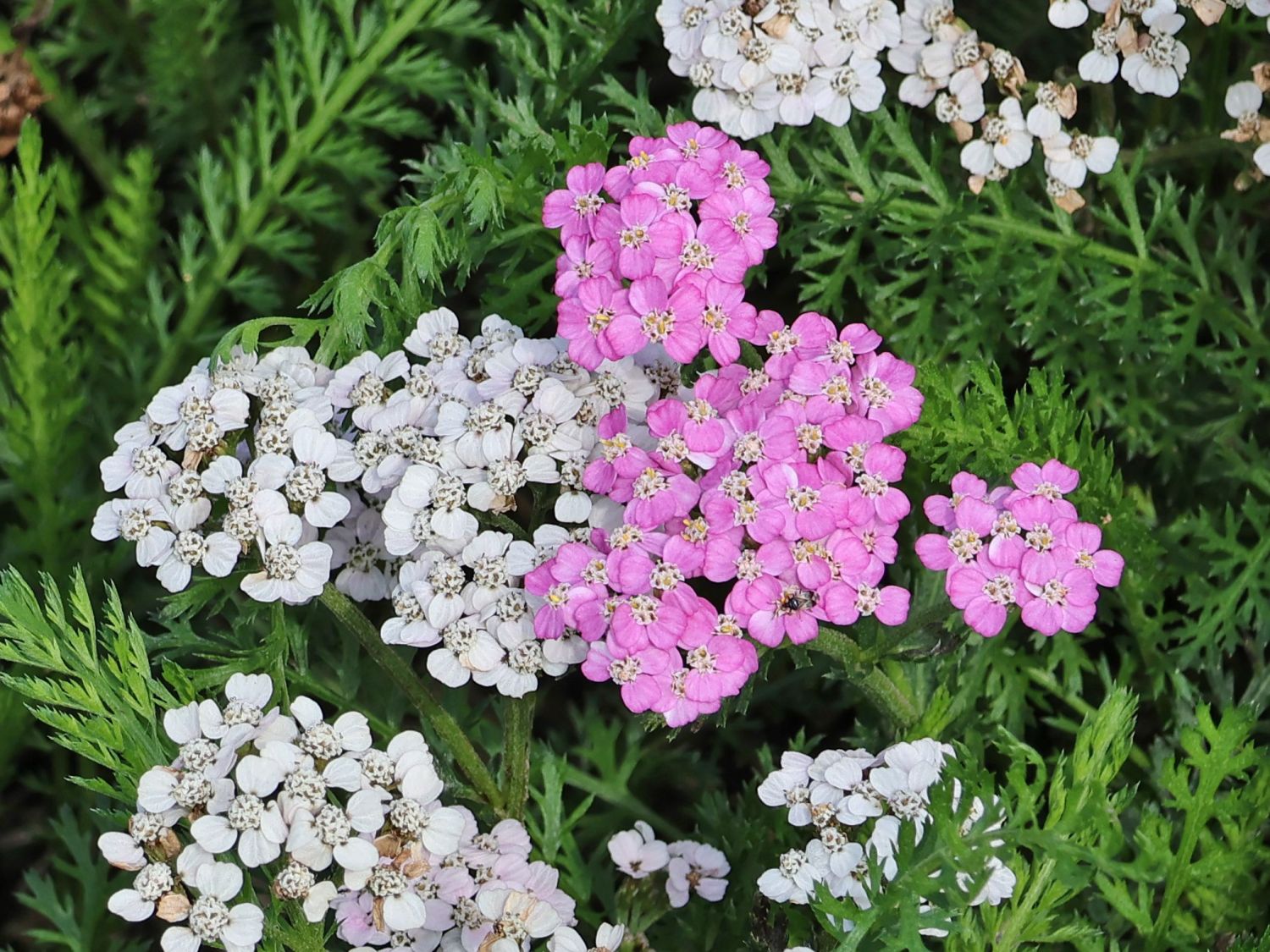 Schafgarbe 'Crazy Little Thing' - Achillea millefolium 'Crazy Little Thing'