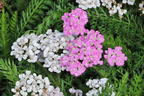Schafgarbe 'Crazy Little Thing' - Achillea millefolium 'Crazy Little Thing'