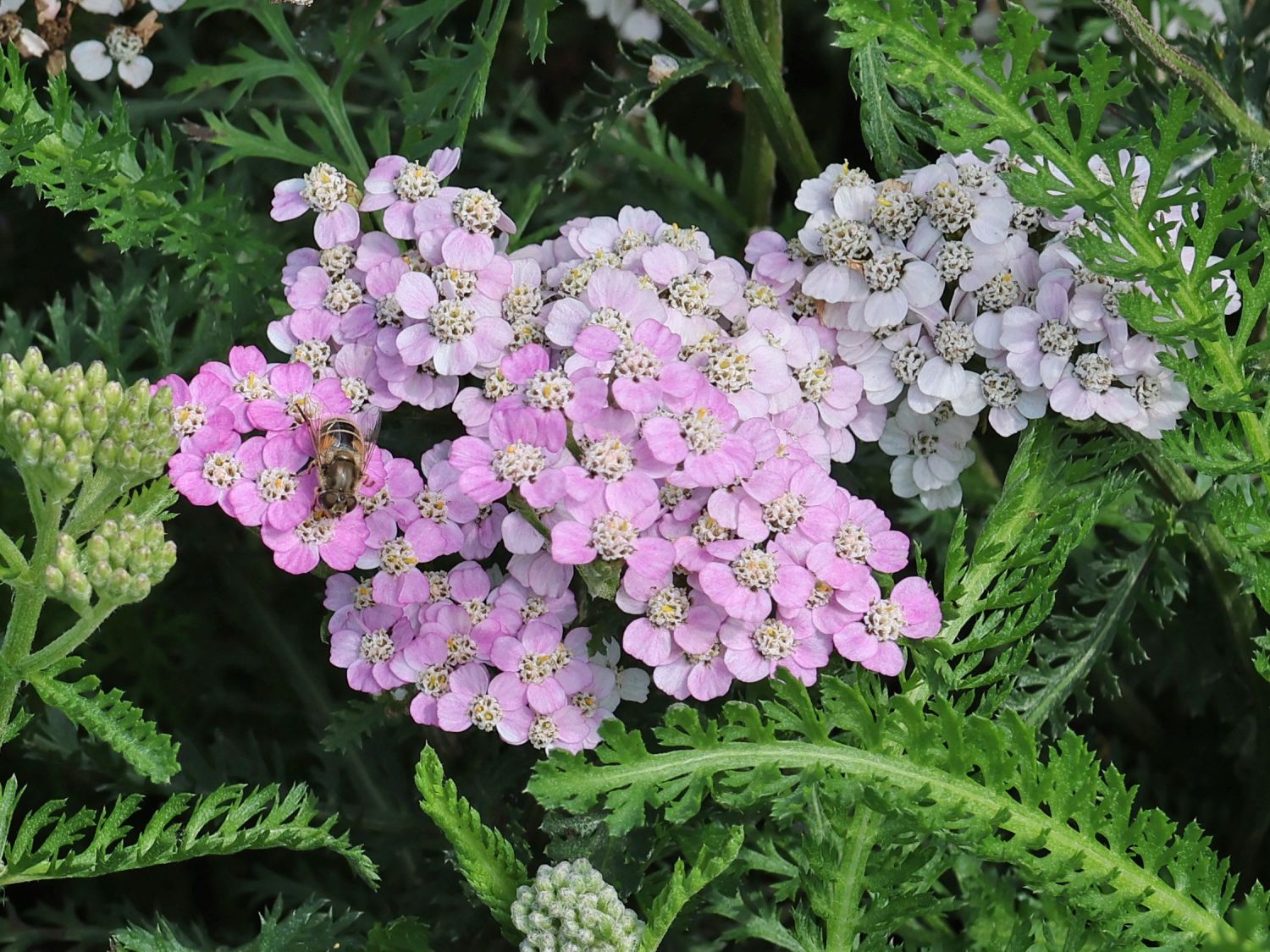 Schafgarbe 'Crazy Little Thing' - Achillea millefolium 'Crazy Little Thing'