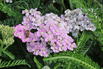 Schafgarbe 'Crazy Little Thing' - Achillea millefolium 'Crazy Little Thing'