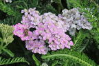 Schafgarbe 'Crazy Little Thing' - Achillea millefolium 'Crazy Little Thing'