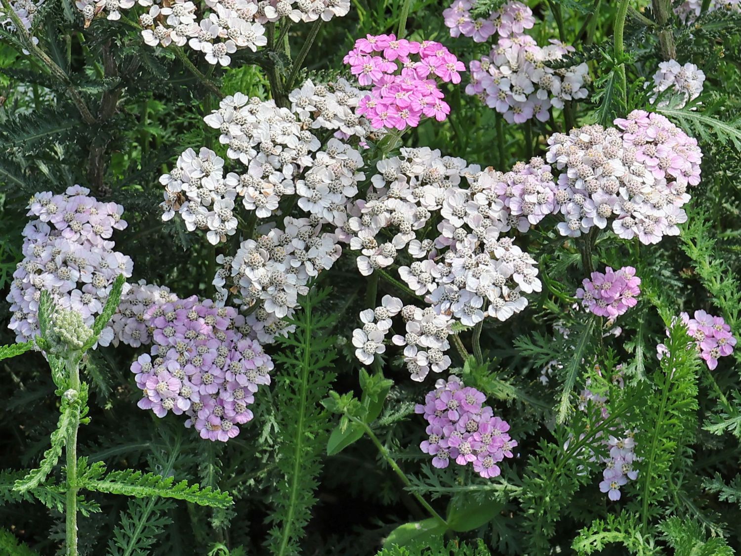 Schafgarbe 'Crazy Little Thing' - Achillea millefolium 'Crazy Little Thing'
