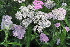 Schafgarbe 'Crazy Little Thing' - Achillea millefolium 'Crazy Little Thing'