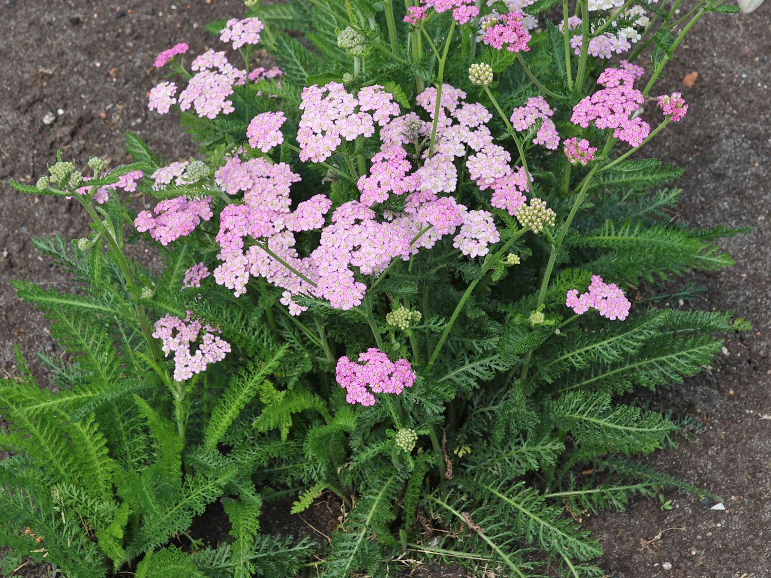 Schafgarbe 'Crazy Little Thing' - Achillea millefolium 'Crazy Little Thing'