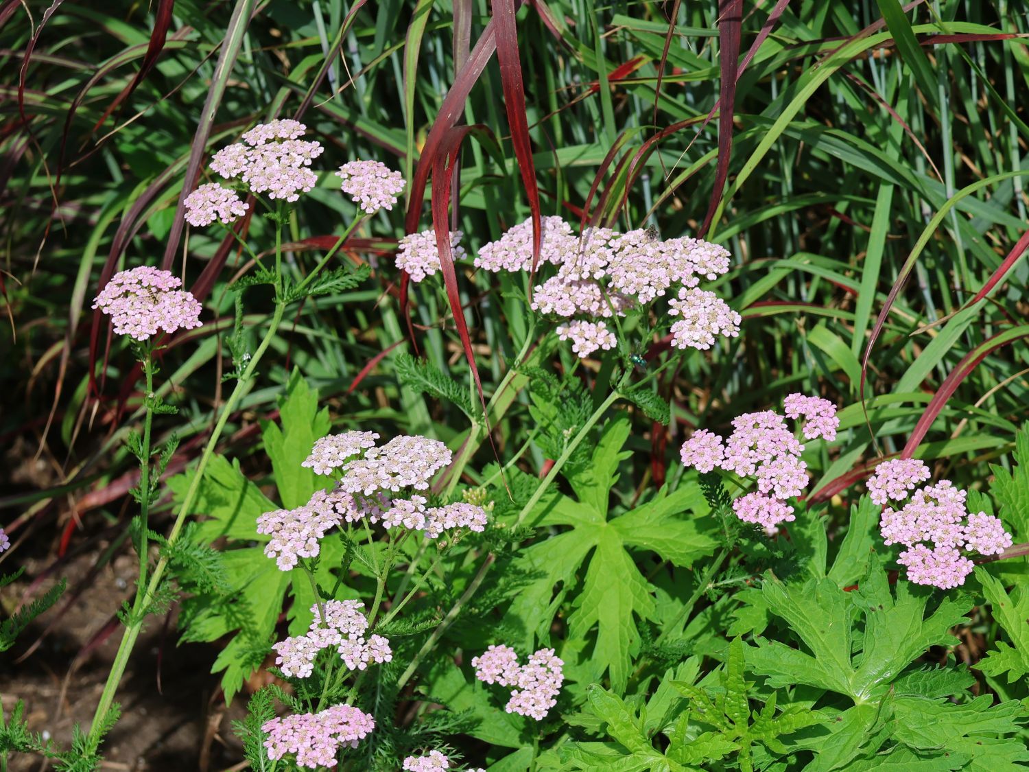 Schafgarbe 'Crazy Little Thing' - Achillea millefolium 'Crazy Little Thing'