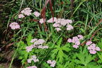 Schafgarbe 'Crazy Little Thing' - Achillea millefolium 'Crazy Little Thing'