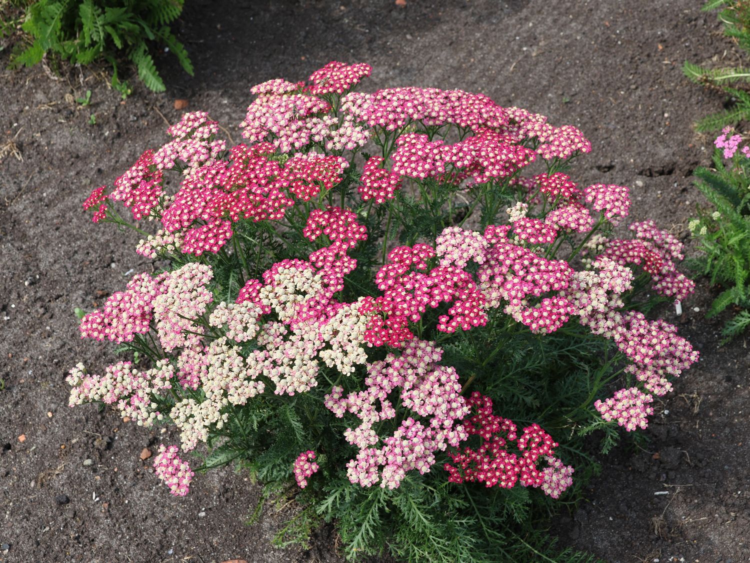 Schafgarbe 'Desert Eve Deep Rose'