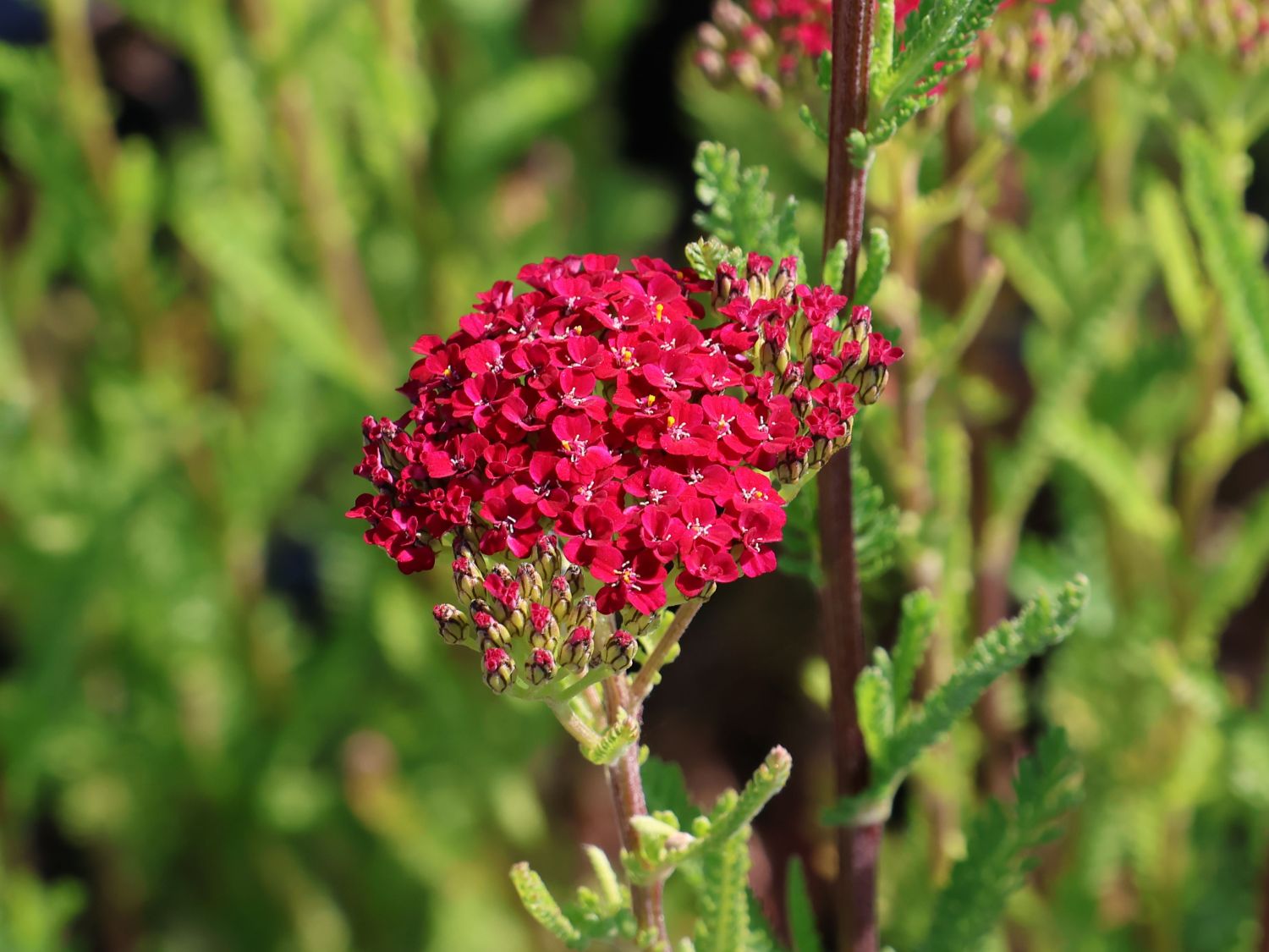 Schafgarbe 'Desert Eve Red'