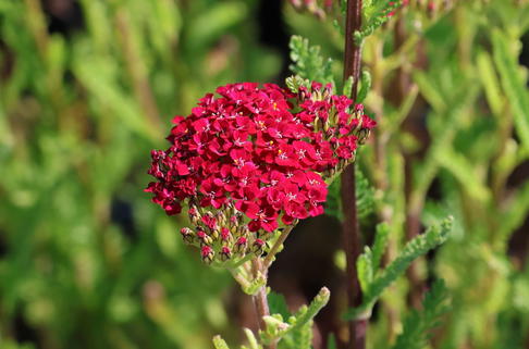 Schafgarbe 'Desert Eve Red' - Achillea millefolium 'Desert Eve Red'