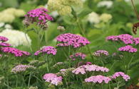 Schafgarbe 'Kirschkönigin' / 'Cerise Queen'