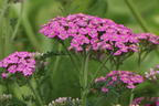 Schafgarbe 'Kirschkönigin' / 'Cerise Queen' - Achillea millefolium 'Kirschkönigin' / 'Cerise Queen'