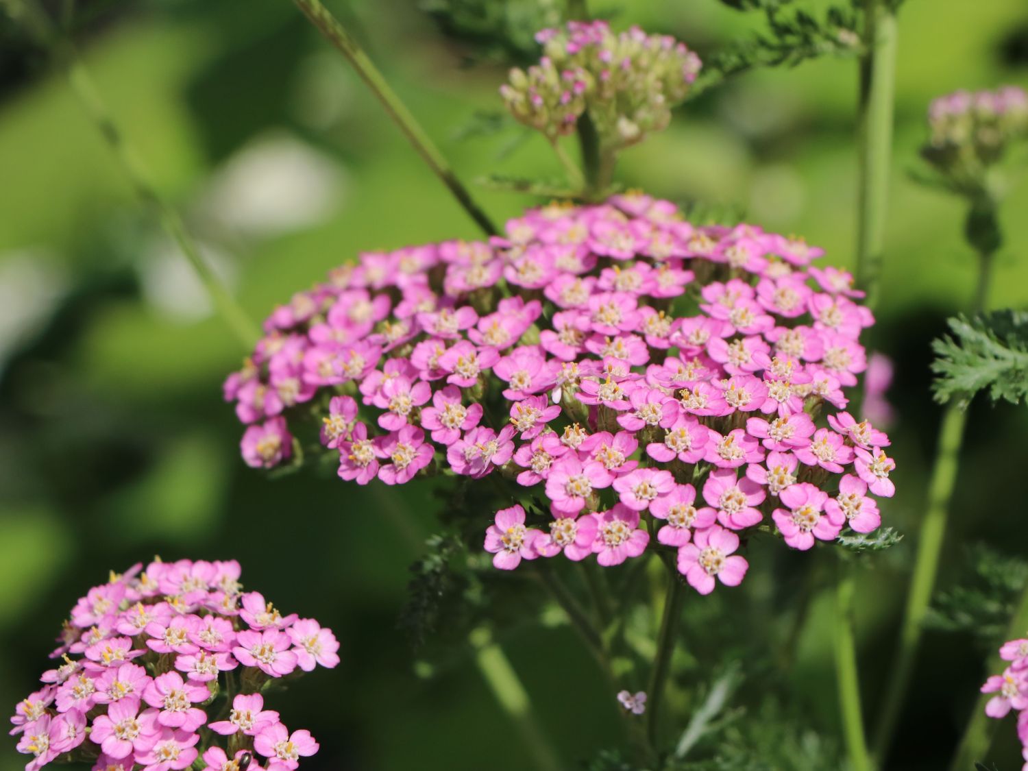 Schafgarbe 'Kirschkönigin' / 'Cerise Queen' - Achillea millefolium 'Kirschkönigin' / 'Cerise Queen'