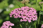 Schafgarbe 'Kirschkönigin' / 'Cerise Queen' - Achillea millefolium 'Kirschkönigin' / 'Cerise Queen'