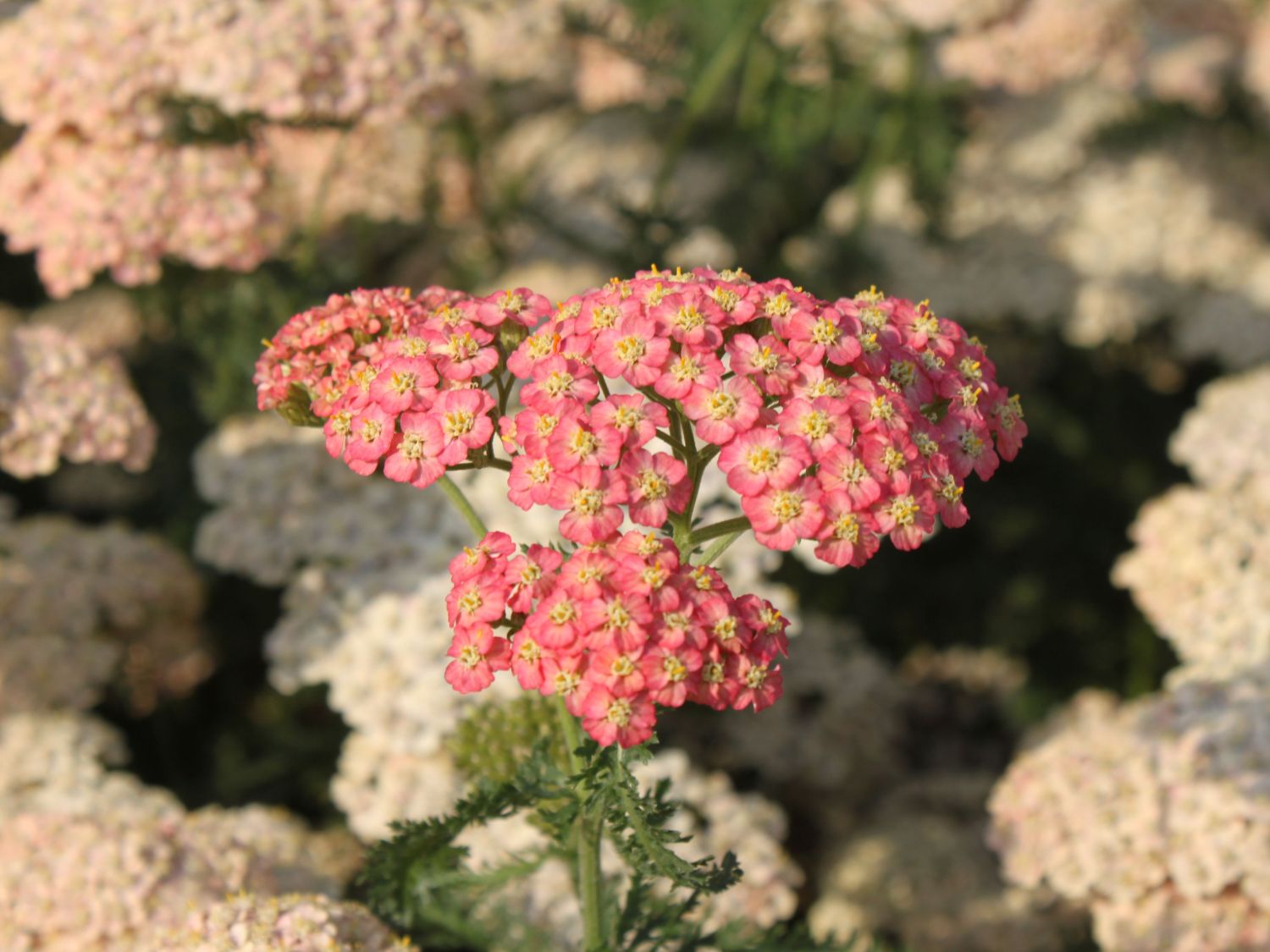 Schafgarbe 'Lachsschönheit'