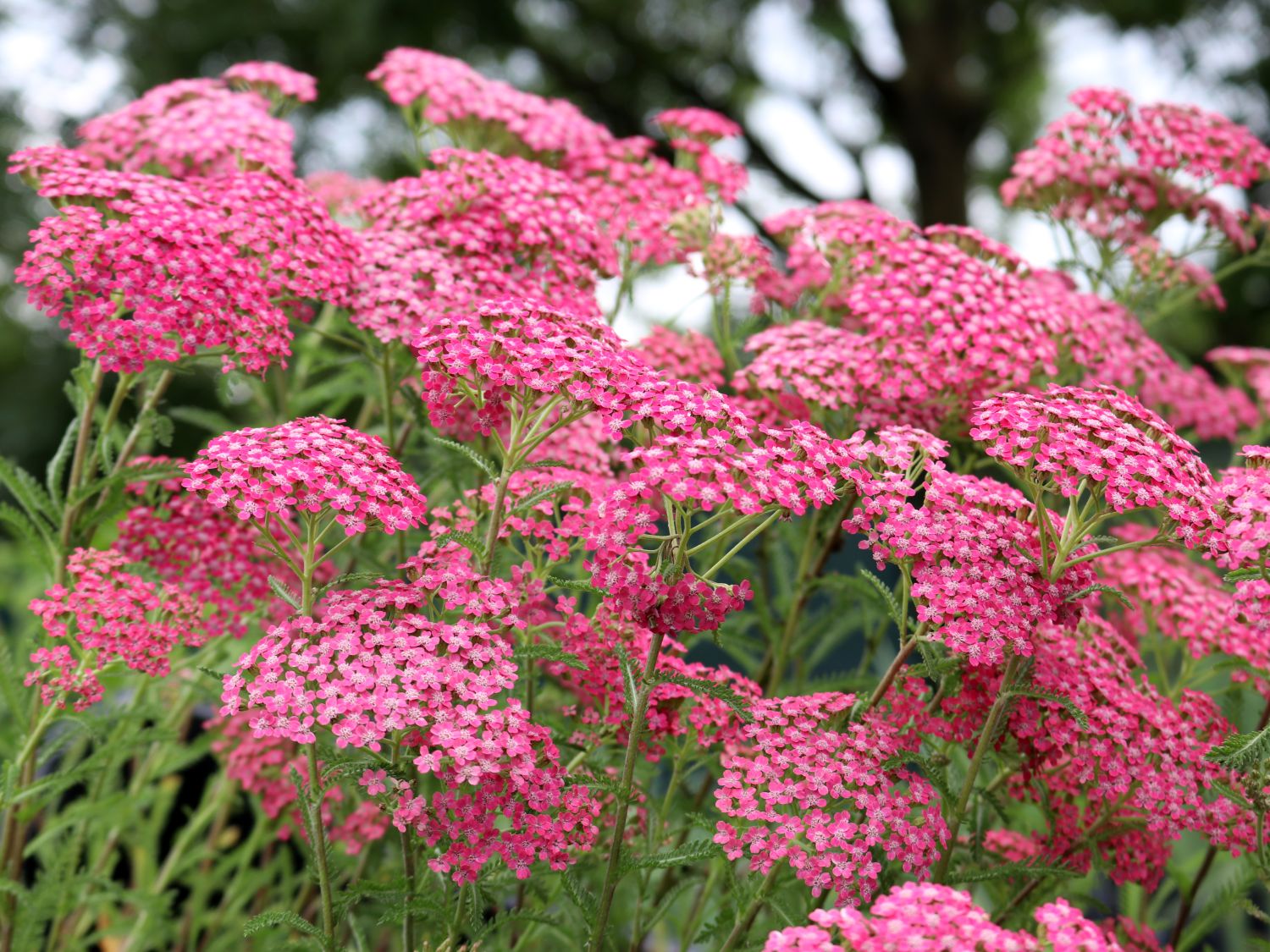 Schafgarben (Achillea)