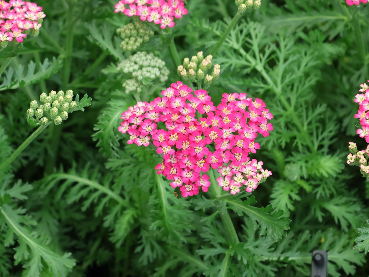 Schafgarbe 'Milly Rock Rose' - Achillea millefolium 'Milly Rock Rose'