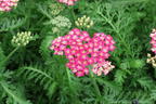 Schafgarbe 'Milly Rock Rose' - Achillea millefolium 'Milly Rock Rose'