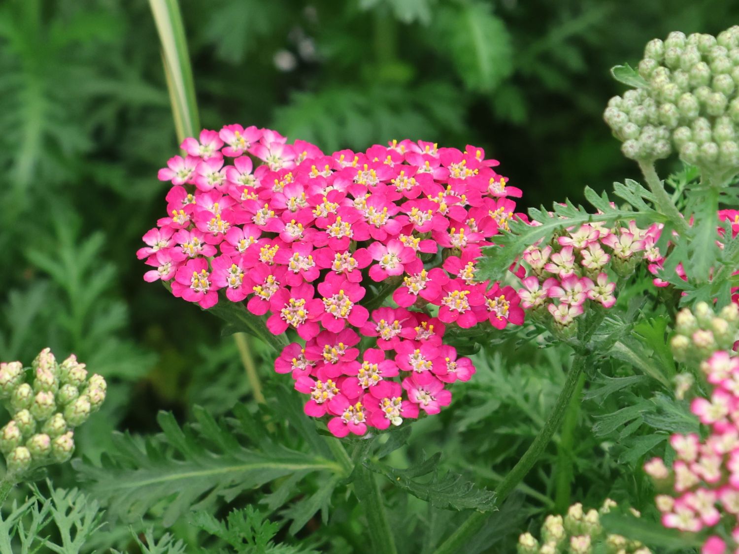 Schafgarbe 'Milly Rock Rose' - Achillea millefolium 'Milly Rock Rose'