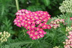 Schafgarbe 'Milly Rock Rose' - Achillea millefolium 'Milly Rock Rose'