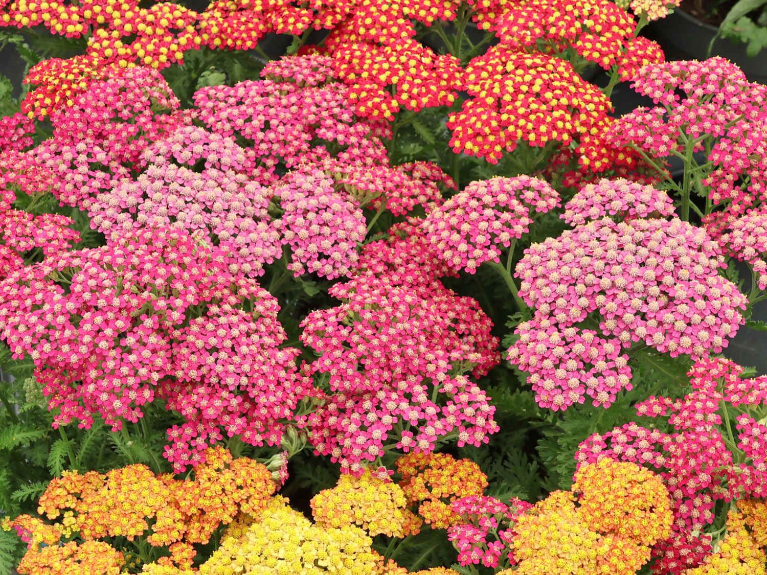 Schafgarbe 'Milly Rock Rose' - Achillea millefolium 'Milly Rock Rose'