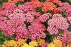 Schafgarbe 'Milly Rock Rose' - Achillea millefolium 'Milly Rock Rose'